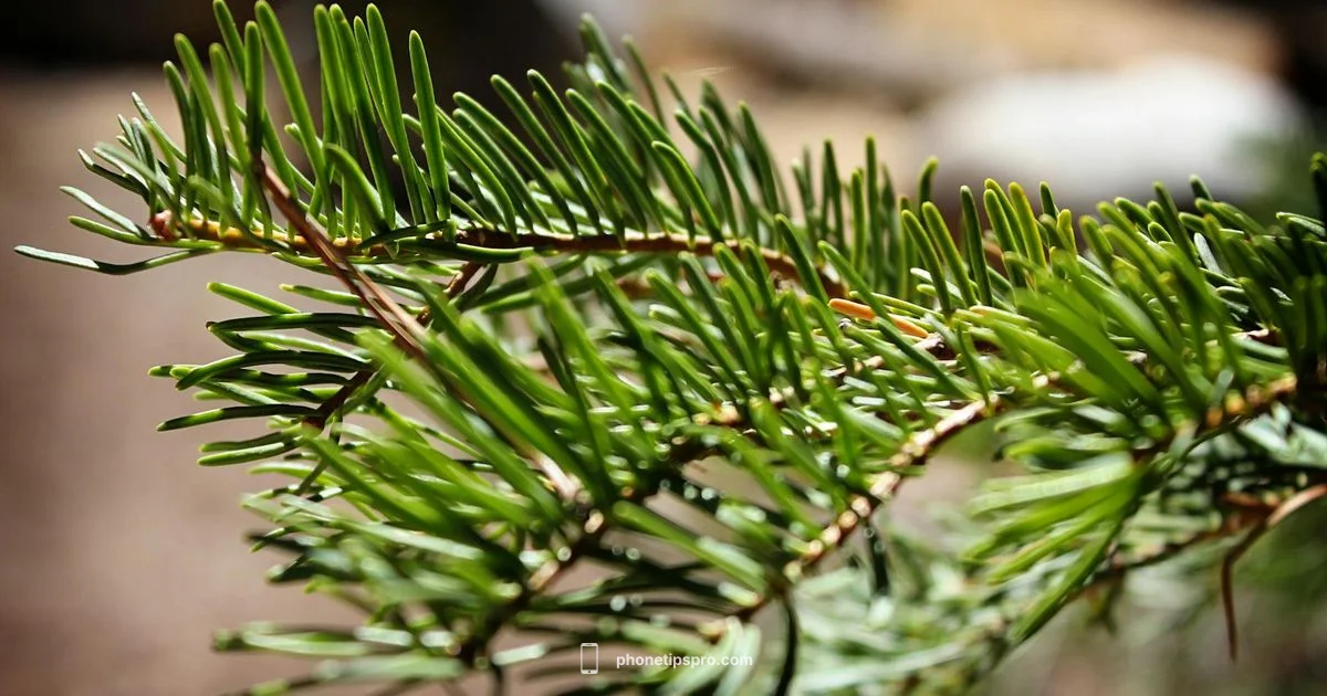 Alpine Green iPhone 13 - Phone Tips Pro