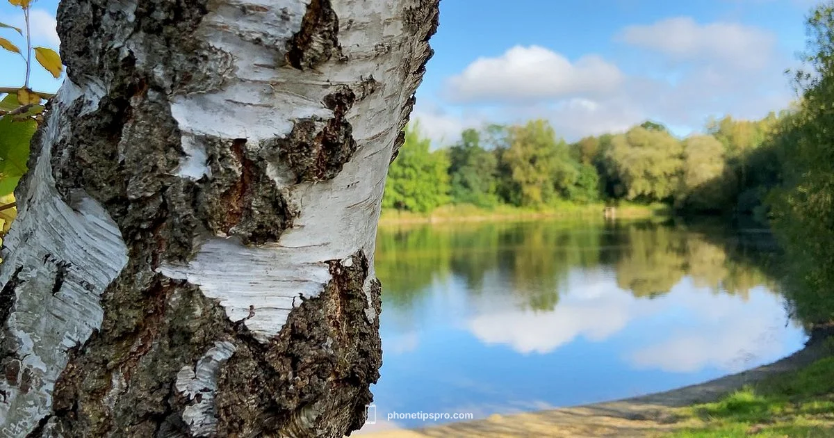 iPhone 11 Release - Phone Tips Pro