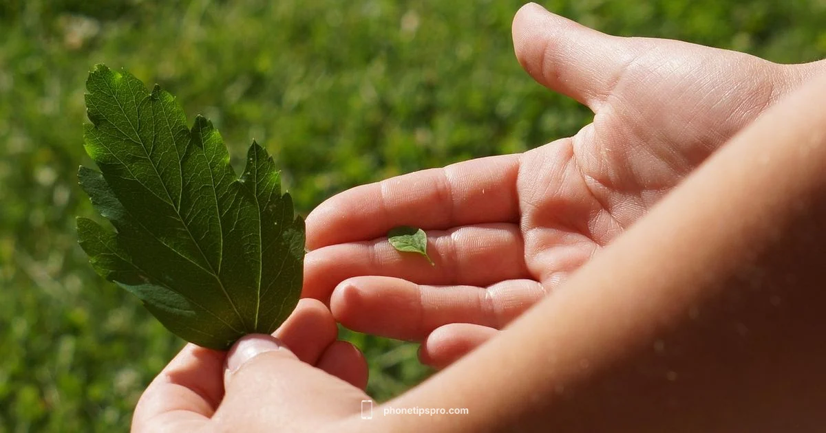 iPhone Size Guide - Phone Tips Pro