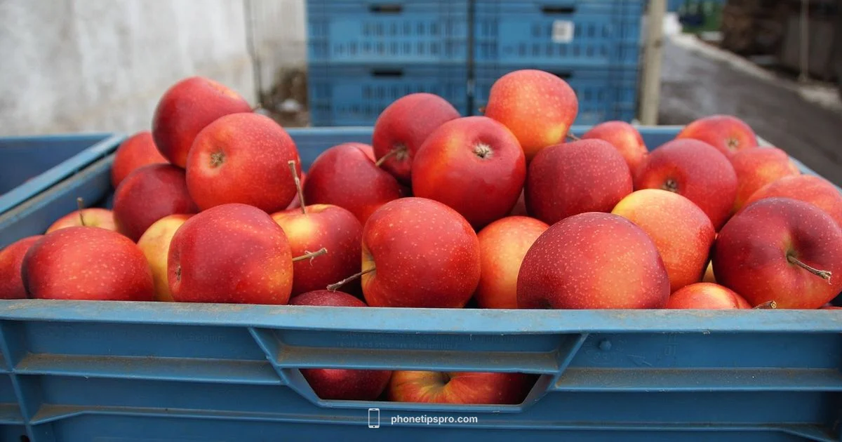 iPhone Sales - Phone Tips Pro